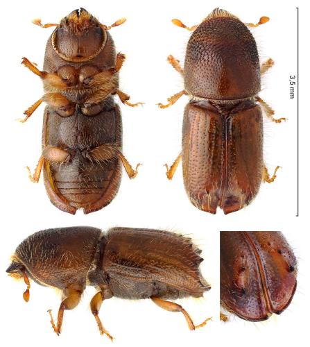 Ips acuminatus